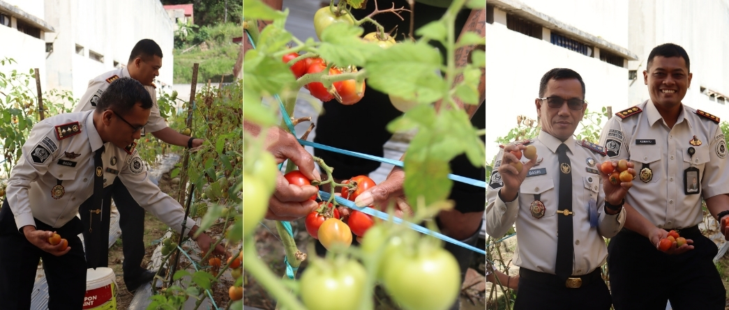 Panen Tomat Bersama, Sinergitas Kepala Lapas dan Kepala Bapas Wujudkan Ketahanan Pangan Warga Binaan