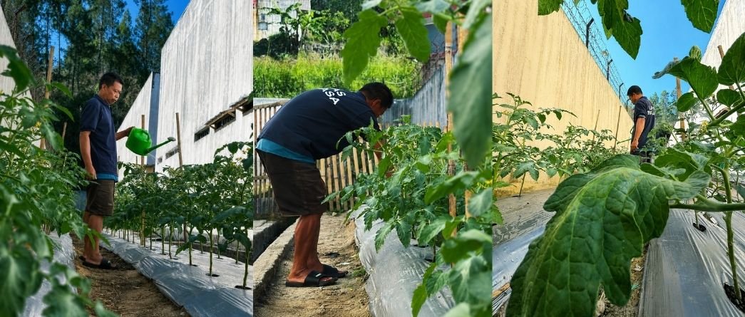 Kebun Tomat Lapas Mamasa Tumbuh Subur
