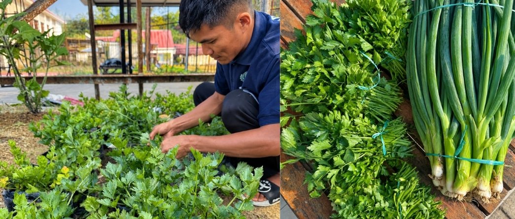 Hasil Pembinaan Produktif, Warga Binaan Panen Seledri dan Daun Bawang Segar
